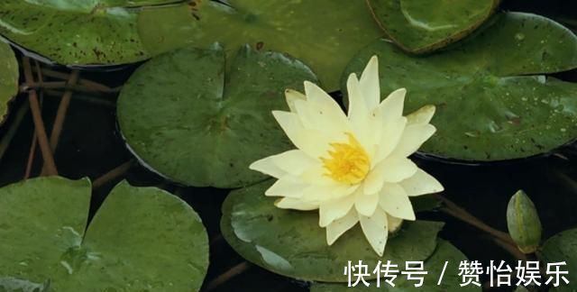 大慧#王阳明的“看花论”,真的是唯心主义论调吗?我们该如何去理解?