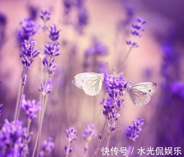 夏天养几盆这些花，蚊子最讨厌，好看香气浓郁，还能驱蚊