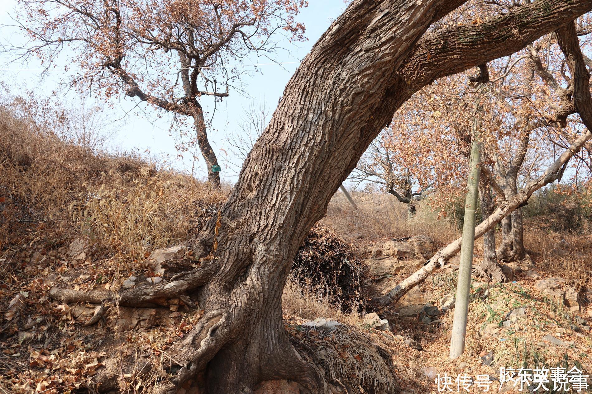 数百年历史的槭树林,见证了“步姓”人在莱阳的繁衍