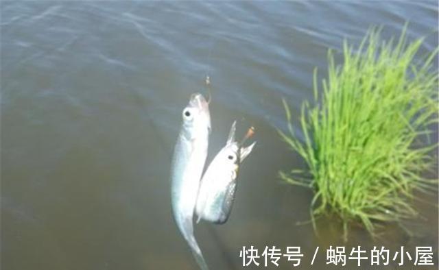 水面|浮漂“翻身”快慢不同,对钓鱼有哪些影响?翻身快,一定好吗?