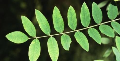 风湿热痹|此物是天然“痔疮药”,每天吃几口,止痛消肿,赶走“老痔疮”