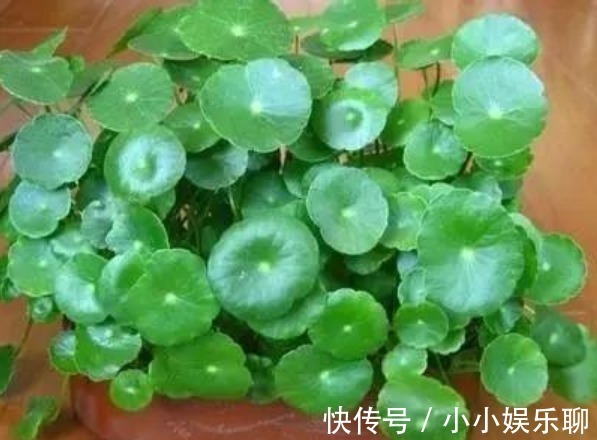 浇花|早上、中午、晚上浇花“区别大”难怪总是养不好花，要这样浇！