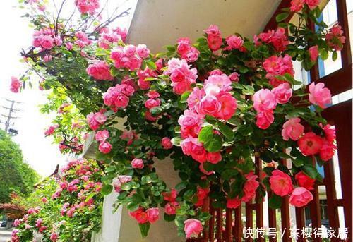 月季花|忘了月季吧！此花更美更香更好养，是阳台盆栽佳品