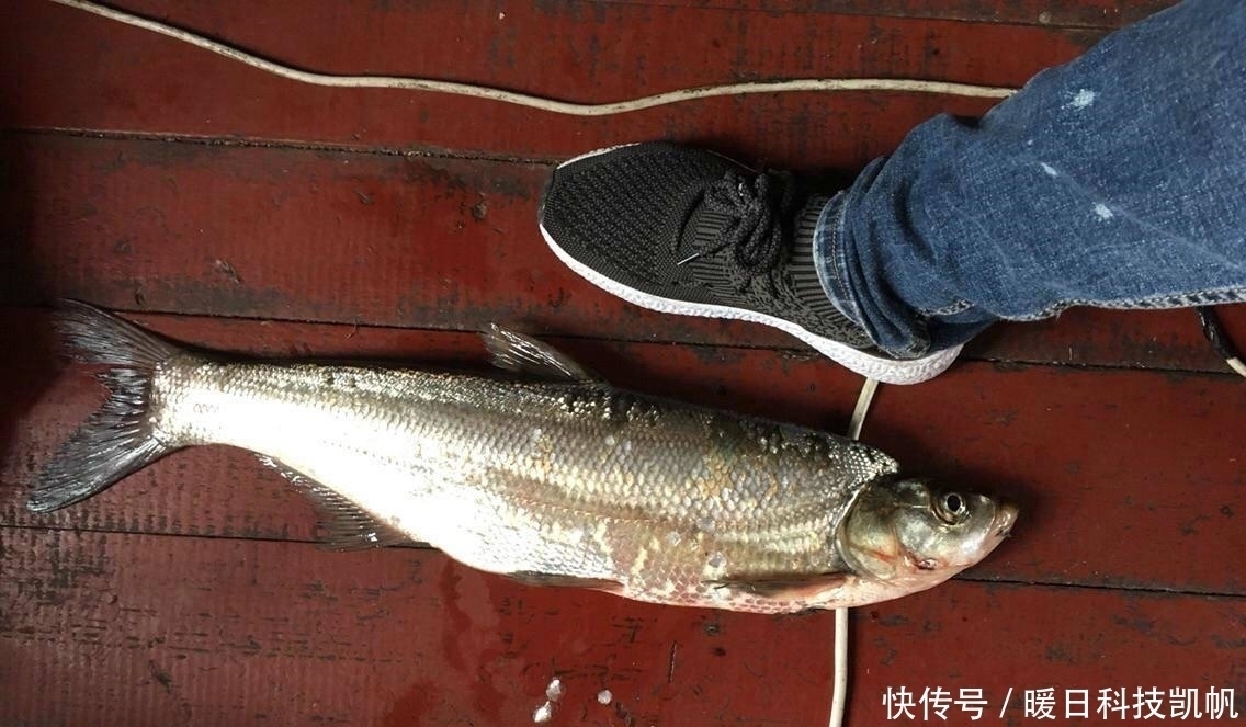 这东西河边就有,钓鱼效果绝佳,蚯蚓或“地位不保”