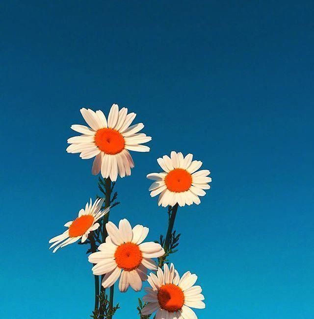 乐观心态的心情短句,精挑细选,越读越优秀!