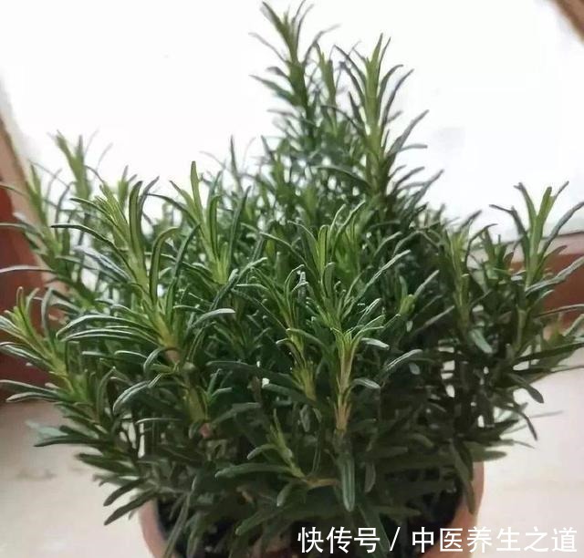 这几种花自带香气，放在家里散出香味，不腻沁人心脾！