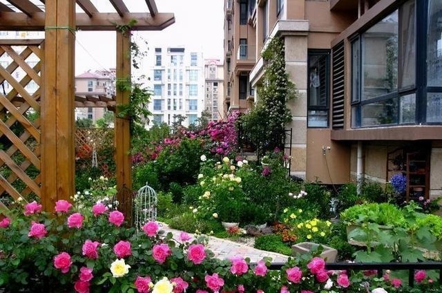 三楼奶奶不让我在一楼种花,事情解决了,出乎意料的让人难受