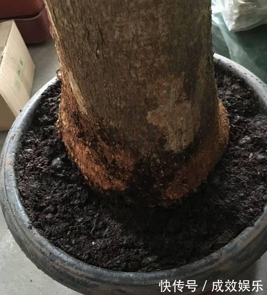 盆栽养花发财树这样养,再也不烂根,开花结果黑油亮