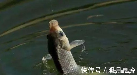素饵|鲫鱼钓法全攻略,看到这篇的都钓爆护了!——盛世三渔
