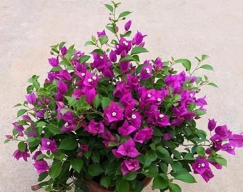 新芽|给三角梅换盆，选对时间，10天冒新芽，年年有花赏