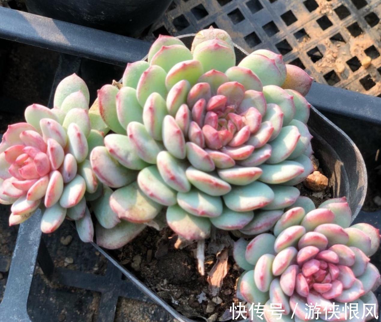 别忽略多肉的6个求救信号,做错1个都不行,不然轻松化水