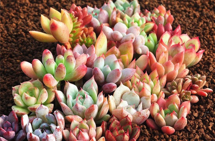 夏天养多肉,记住这三个窍门,轻松养出饱满的多肉
