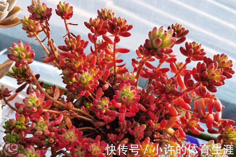 养多肉虹之玉和乙女心,做到4点并注意2点,冬天上色既水灵又好看