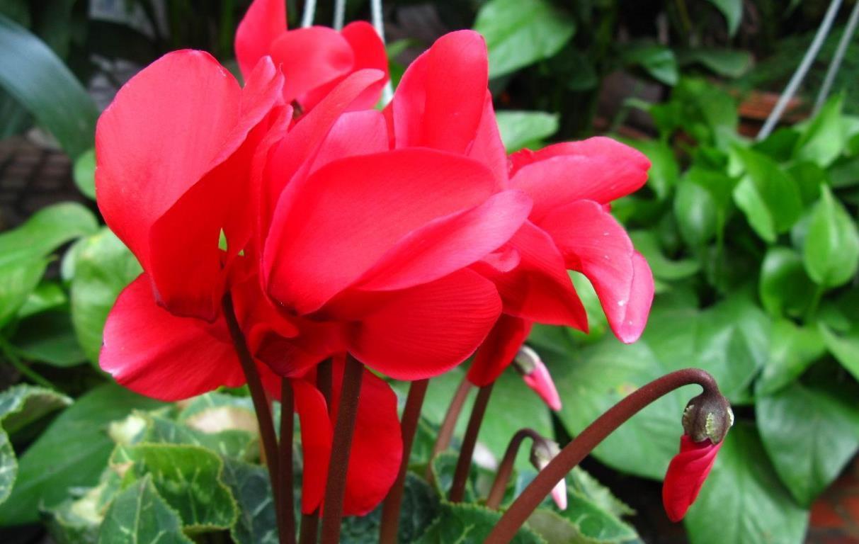 植物|三种花,春天正好养,买回家几天就能盛开