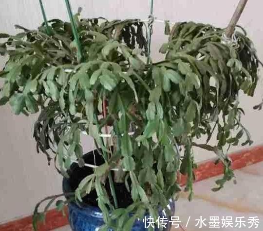 养蟹爪兰,这么浇水不仅不会死,反而开花越来越多