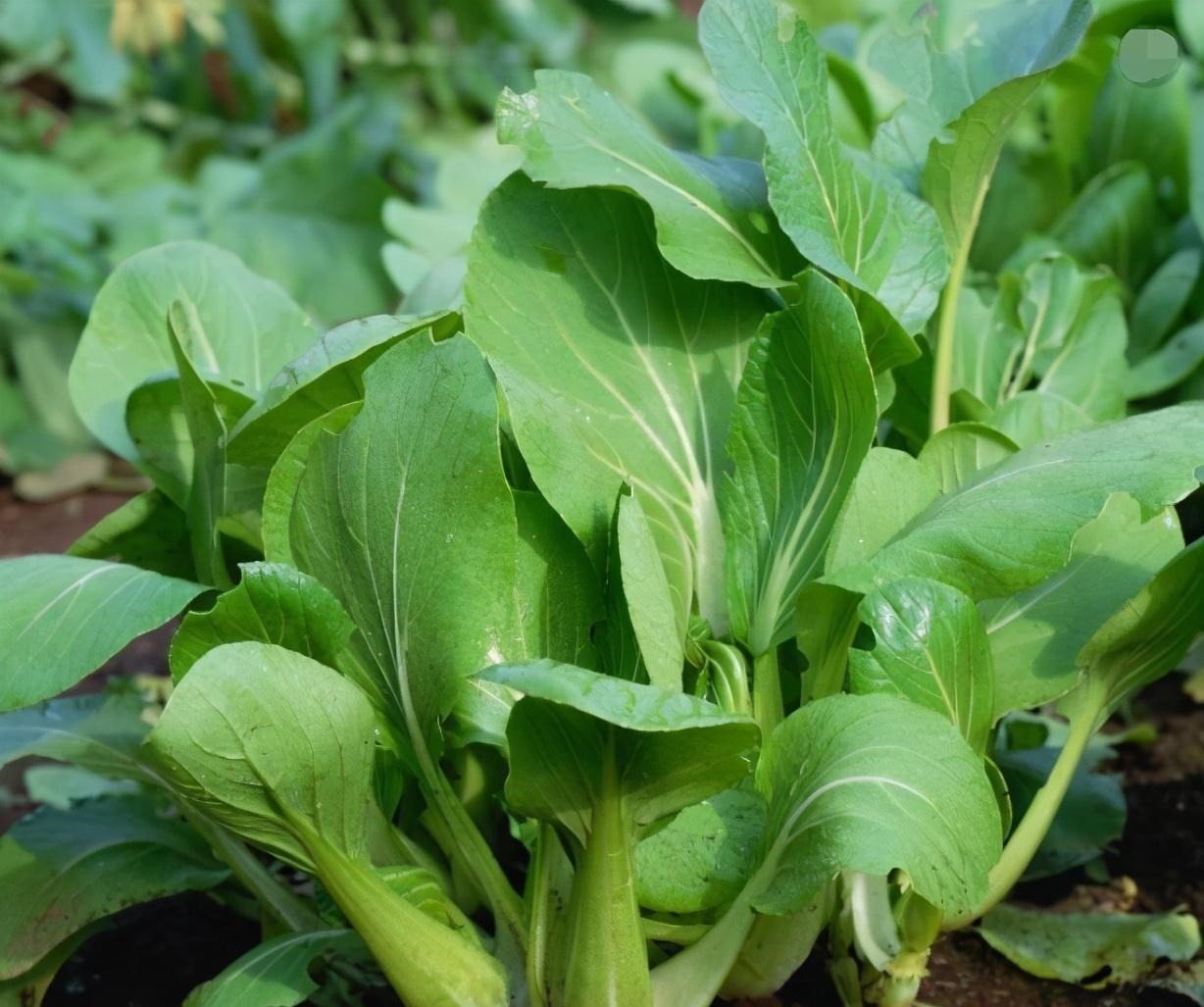 此种青菜要少吃,对健康无益,可惜很多人还不清楚,告诉身边人