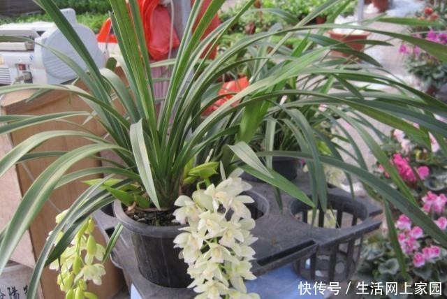 春天养兰花似韭菜该怎么办3种肥料,让它叶片肥美、开花勤!