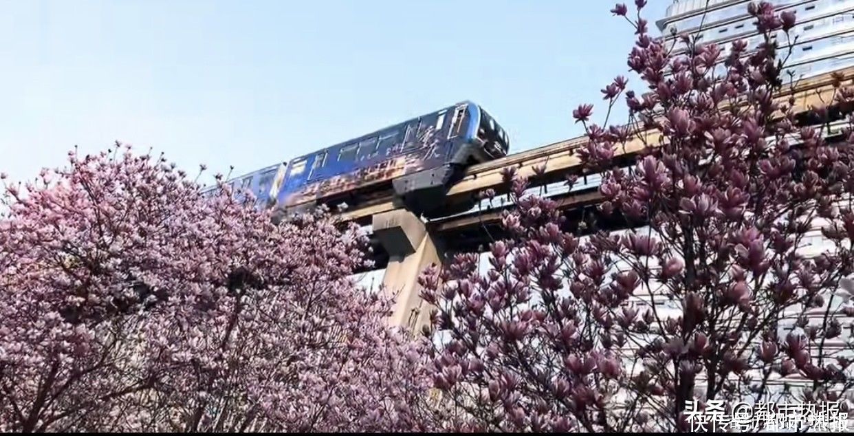 轨道|花已开！待你乘坐轨道一睹旅途中的山花烂漫