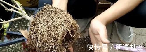 养花总是死？盆底埋点“小东西”，疏松透气不烂根，养啥旺啥