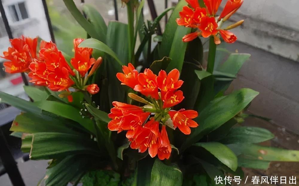 养护|君子兰号称夏必死?掌握“2别1要”,安全度夏,秋天早开花
