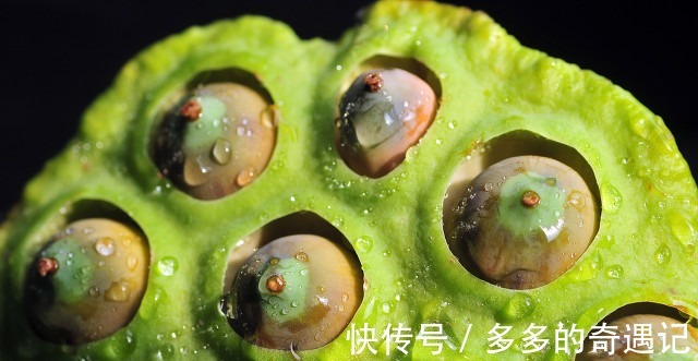 解馋|夏天，吃莲子正当季，分享3种不同做法，解馋又营养，孩子最爱吃！