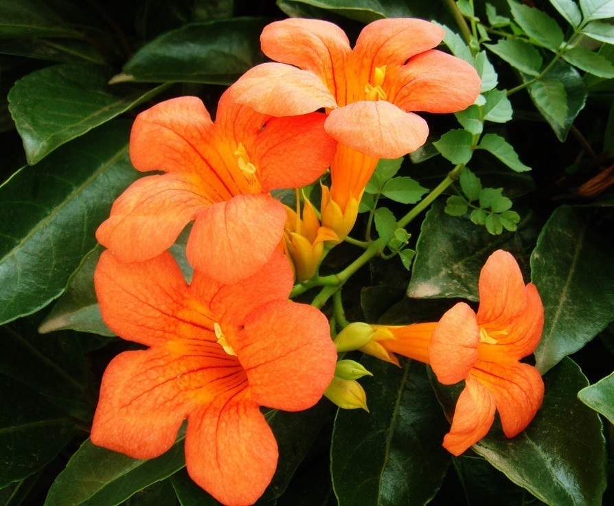 母爱|此花是一种代表了母爱的花,是世界名花,有着很重要的地位