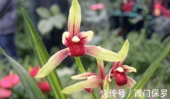 魂兰花|曾千金一苗的建兰红素，花姿优雅，兰香四溢，花开后仙气十足