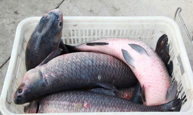 青鱼的“悲哀”：衔着宝石的明星鱼，却因野蛮生长而沦为“废柴”