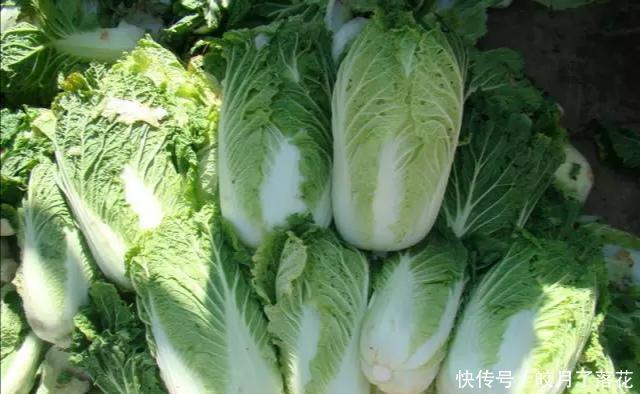 好吃|东北大酸菜怎么腌不烂掌握这几点做法,酸爽好吃