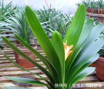 发财树|天凉后,君子兰浇上养根水,长出格格叶,一窜3箭花,超好用