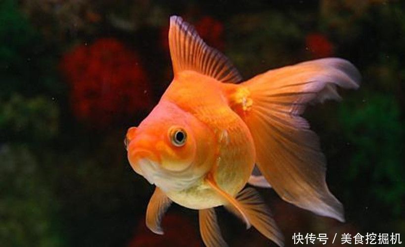 鱼的记忆真的只有七秒钟?这仅仅是一个美丽的传言
