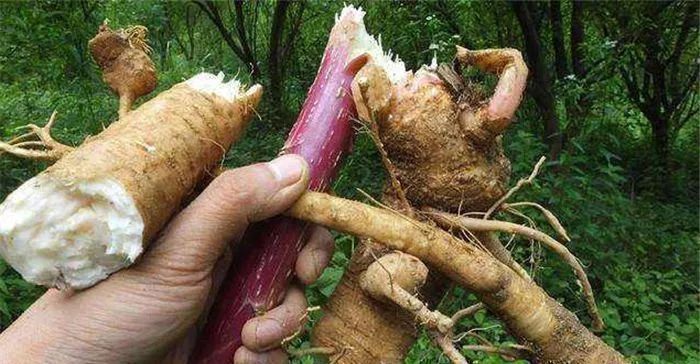 野山参|农村植物“土人参”,如果在您家乡出现,请别当成杂草,太珍贵了