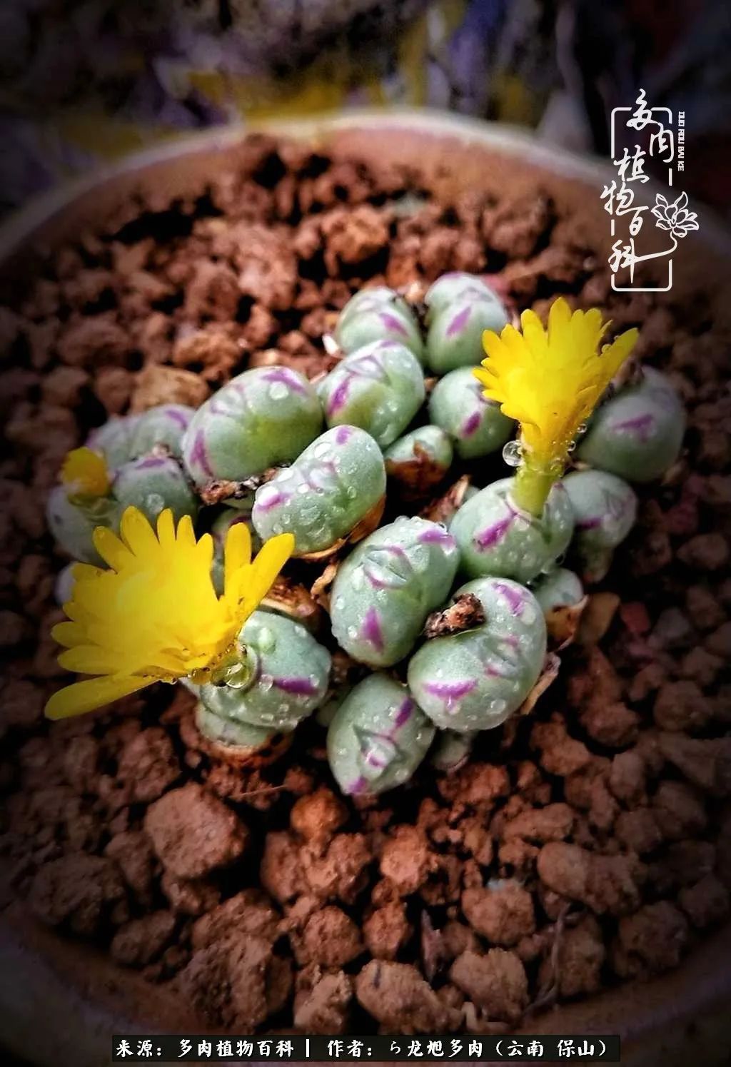 多肉植物|遇见多肉,遇见不一样的你,一养就是10几年!