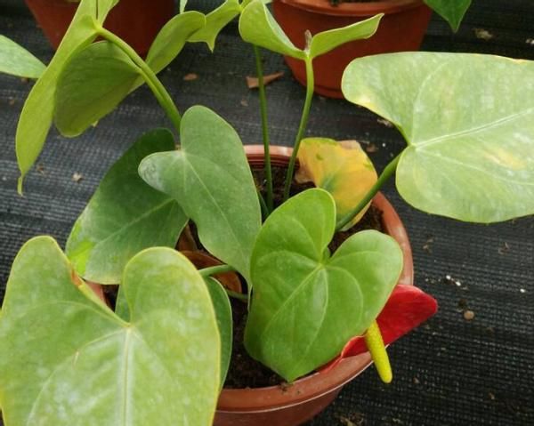 花店老板打死都不愿意说的秘密:养花草怎么防治烂根黄叶