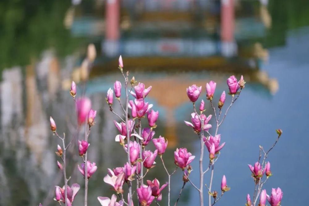 知识|七星岩玉堂春、宫粉紫荆踏春而至，美出新高度！