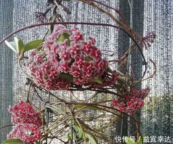 小花园|香气十足的几款花卉,养在家里,满屋子飘香,阳台养成小花园