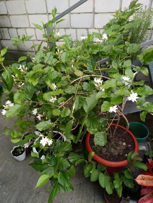 想让盆栽茉莉多开花，这几个养护技巧必不可少