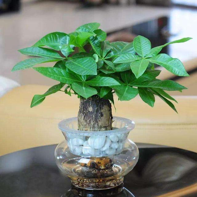 这些花“沾水就长”,一杯水养出大白根,还能开花一茬又一茬!