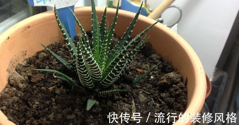 花盆|养条纹十二卷,打理好3点就不出状况,适合新人入坑练手