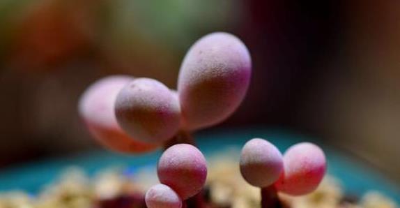 泥炭土|多肉植物桃蛋如何变得圆润胖嘟嘟,粉嫩有光泽,教你3招轻松爆盆