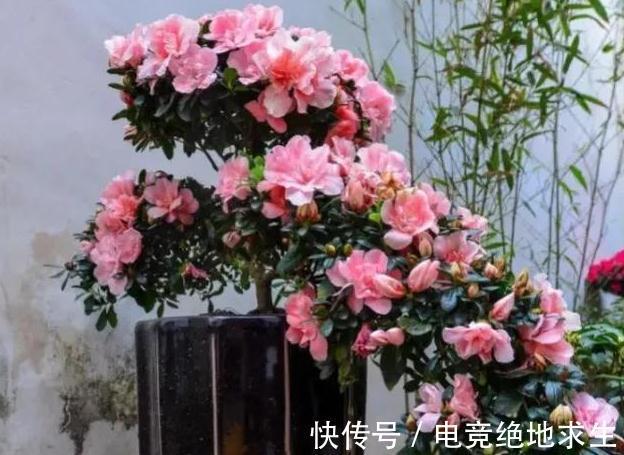 冬天怎么养护杜鹃花,注意4点,花开满枝头