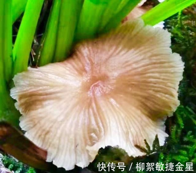 兰花盆内长蘑菇的原因,及对兰花的影响,和处理方法!