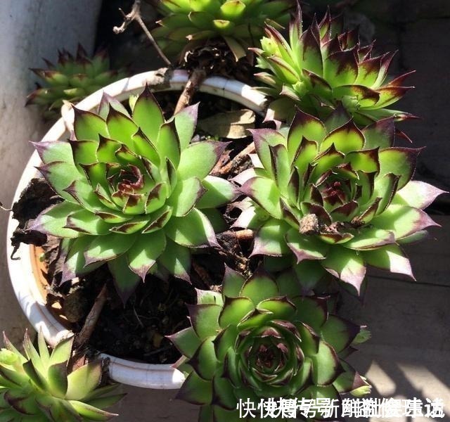 艾伦|养多肉,就养这“6盆”,越长越肥,颜色越来越好看,太美了!