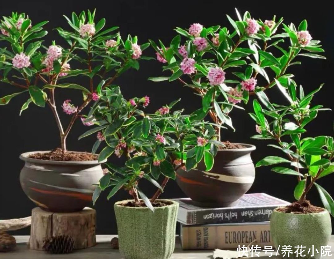 养护|瑞香开始长花芽，给它做好4个方面的养护，花期才能大量开花