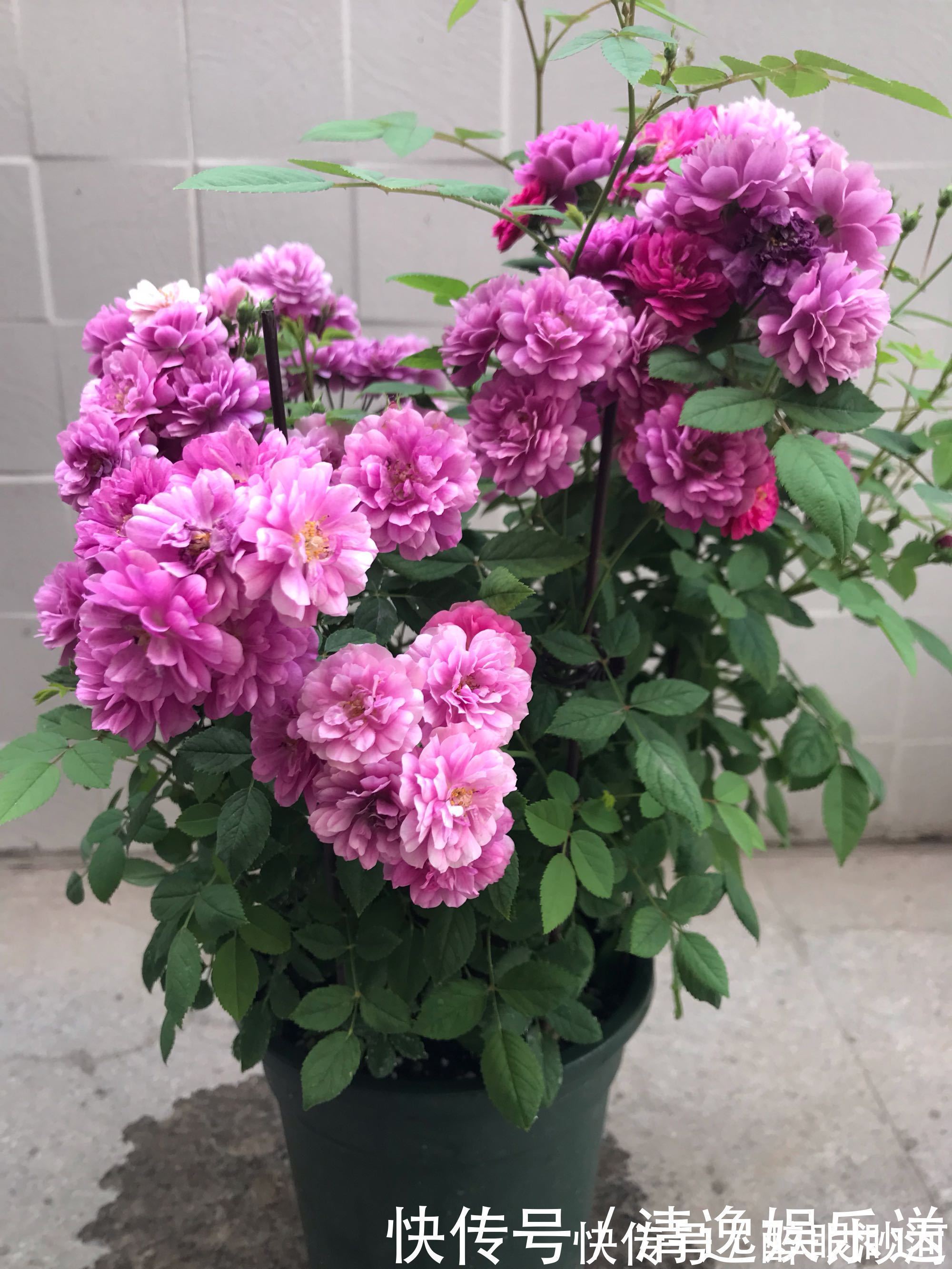 花型|这4款花卉超喜水，丢水不管不问，花叶轻松爆满盆，花朵美艳迷人