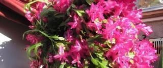 塑料袋|买菜的塑料袋别扔了，用来养花，养啥都旺，谁用谁知道