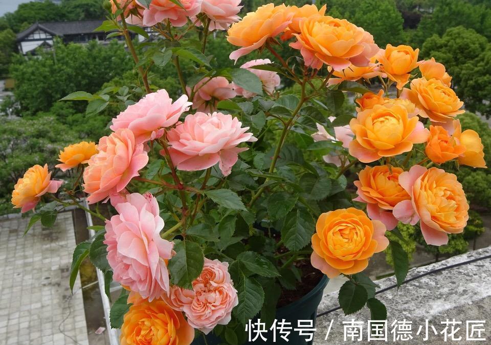 秋天|5种漂亮花,立秋之后快扦插,天凉快,生根快,成活多