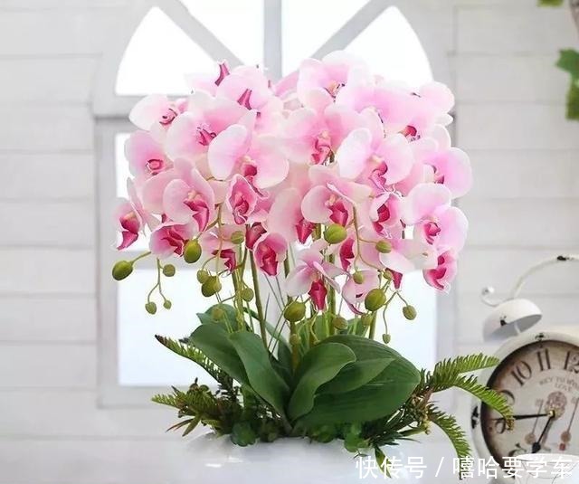 这10种花,冬天必须虐着养,断水又断肥,才能安全过冬!