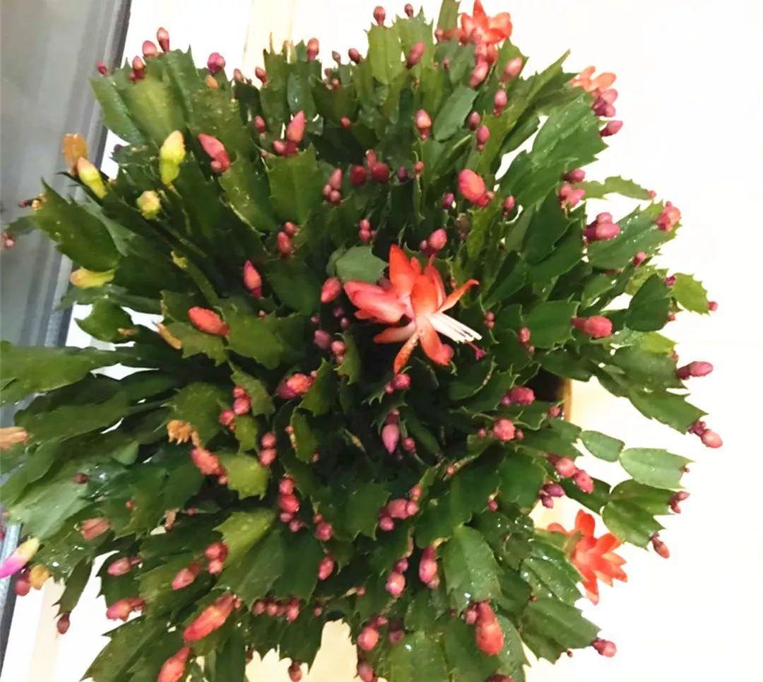 拿它一捂,长寿蟹爪兰嗖嗖冒花苞,多肉呼呼胖三圈