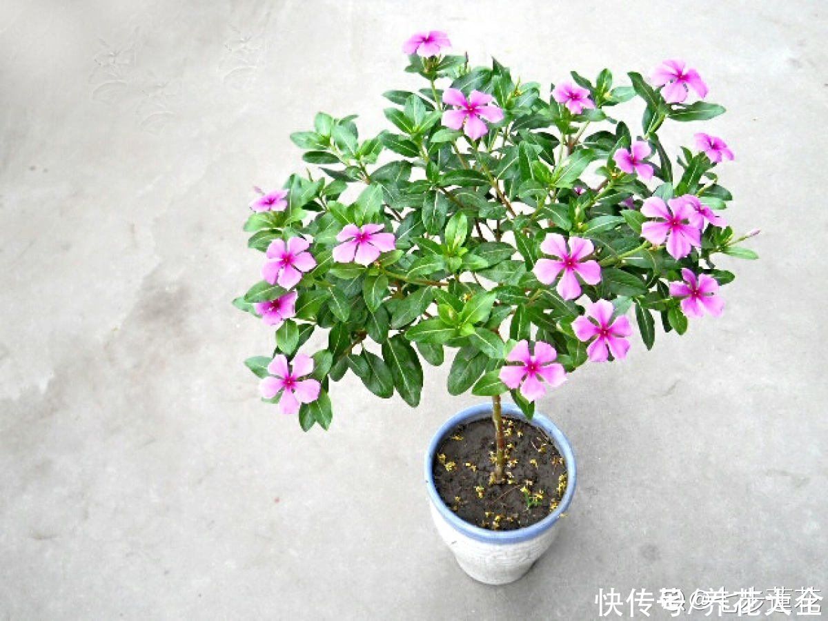 一种花名叫“天天开”，修剪一下，还能长成小花树